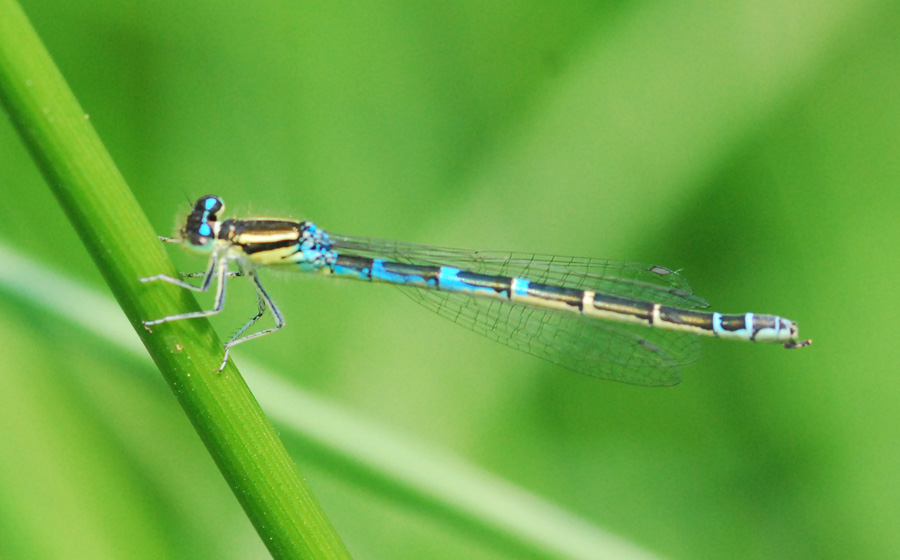 libellula da ident  6: femmina (strana) Coenagrion scitulum